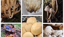 Foraging For Fungi With The Susquehanna Valley Mycological Society