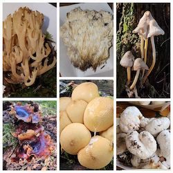 Foraging For Fungi With The Susquehanna Valley Mycological Society