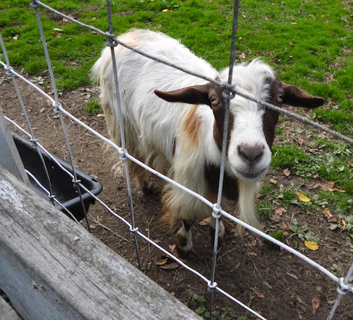 A haunting time at ‘Fainting Goat Island Inn’; Inn owner prepares for favorite time of the year