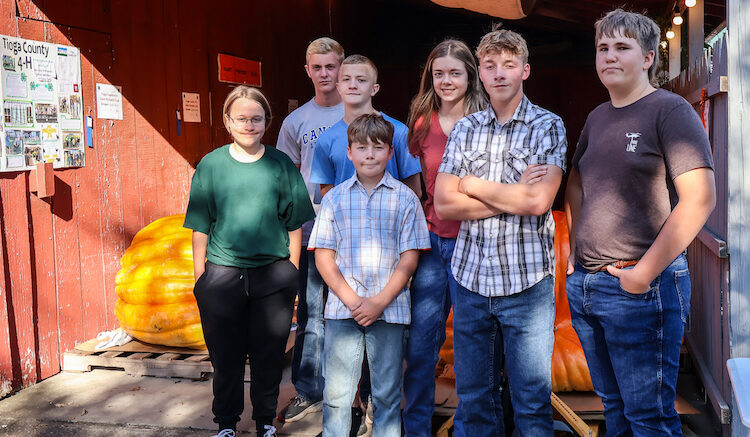 The Giant Pumpkin Auction