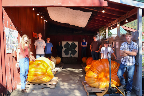 The Giant Pumpkin Auction