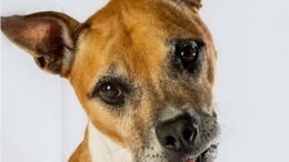 ‘Critical Incident Therapy Dog’ loses battle with cancer; K-9 Max; End of Watch: December 6, 2023