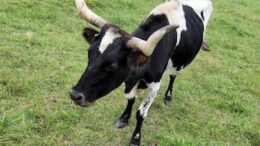 Animal rescue underway in Owego; More than 100 farm animals rescued from poor conditions in joint effort between the ASPCA and the Tioga County Sheriff’s Office