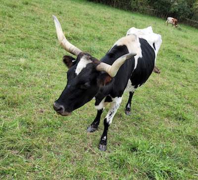 Animal rescue underway in Owego; More than 100 farm animals rescued from poor conditions in joint effort between the ASPCA and the Tioga County Sheriff’s Office