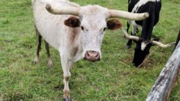 Two men charged with cruelty in Glenmary Drive animal seizure