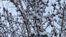 Snow blankets the southern tier