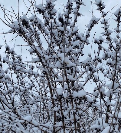 Snow blankets the southern tier