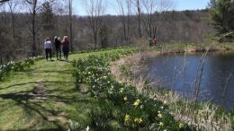 Candor to celebrate spring with the annual Daffodil Festival