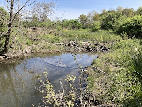 ‘Trout Unlimited’ taking stock in Owego Creek; Collaborative effort to boost trout population