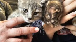 Stray Haven opens wellness clinic for affordable pet maintenance