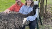 Built like a ‘boss’; Local emus capture attention