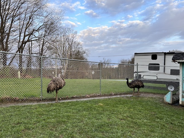 Built like a ‘boss’; Local emus capture attention