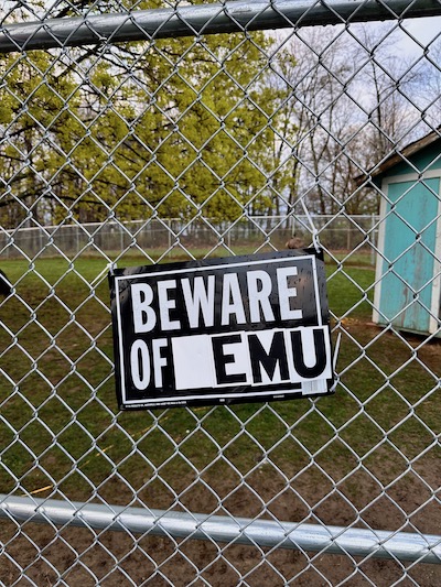 Built like a ‘boss’; Local emus capture attention
