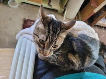 Gail’s Tails