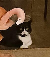 Gail’s Tails