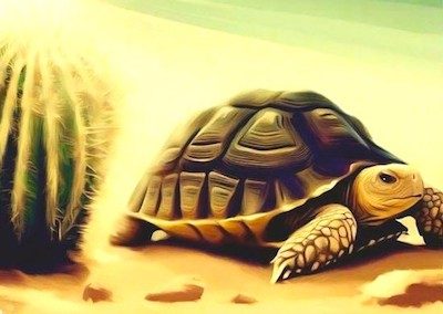 Power To Withdraw; Like the turtle, go within into your shell, withdraw from outer chaos and inner emotions, and receive clarity to create and choose the right response