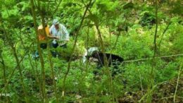 Taking Action! Distressed bear gets a little help in Owego