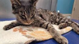 Gail’s Tails; Cats with Ailments: A tribute to Honey