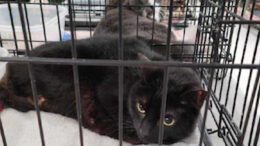 Gail’s Tails; The black cat mystery