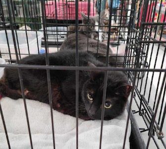 Gail’s Tails; The black cat mystery