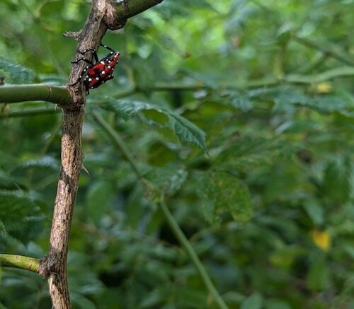 Spotted Lanternfly discovered in Owego