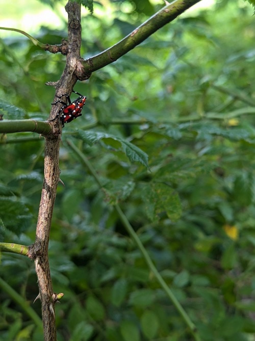 Spotted Lanternfly discovered in Owego
