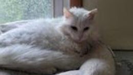 Gail’s Tails; In Memoriam: Snowy