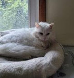 Gail’s Tails; In Memoriam: Snowy