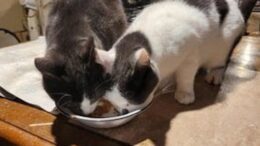 Gail’s Tails: A tribute to Zeke a rescue cat