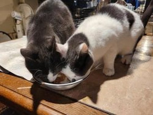 Gail’s Tails: A tribute to Zeke a rescue cat