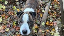 Stray Haven Pet of the Week for the week of December 8, 2024