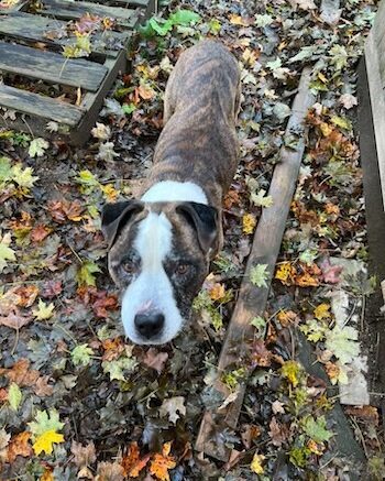 Stray Haven Pet of the Week for the week of December 8, 2024