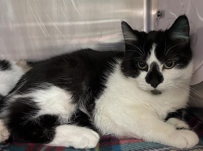 Stray Haven Pet of the Week for the week of December 8, 2024