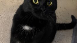 Stray Haven Pet of the Week for the week of February 16