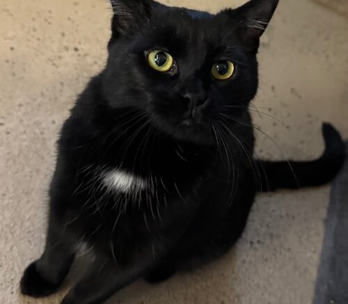 Stray Haven Pet of the Week for the week of February 16