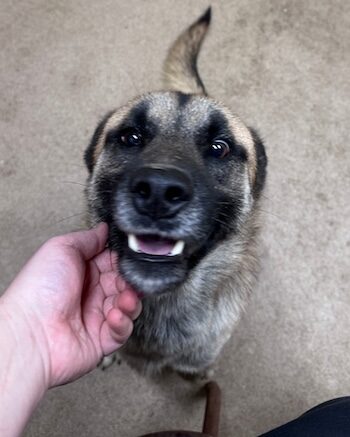 Stray Haven Pet of the Week for the week of February 9