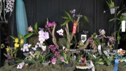 Celebrate spring at the Annual Spring Orchid Show