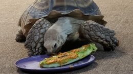Ted the Tortoise celebrates a quarter-century birthday!