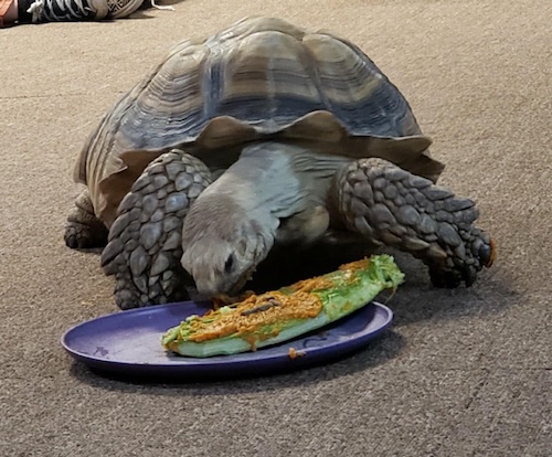 Ted the Tortoise celebrates a quarter-century birthday!