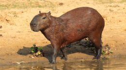 Upcoming Talk Details Brazilian Wildlife Adventure