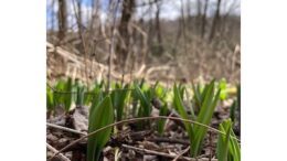 Farmer Thoughts: The Spring Transition