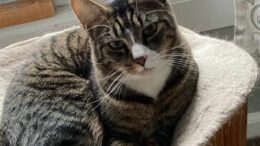 Gail’s Tails; A tribute to Arthur and homeless cats everywhere