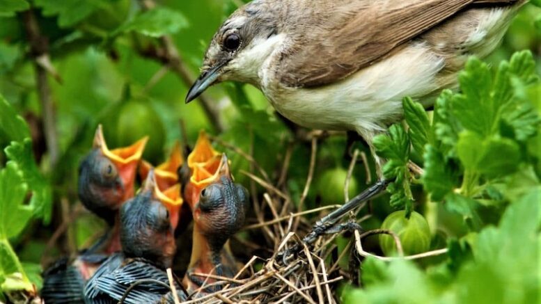 Wishing you a Happy Mother's Day - Sunday, May 11, 2025 