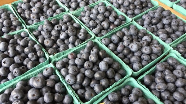 Arts and Entertainment at the Berkshire Blueberry and Book Festival