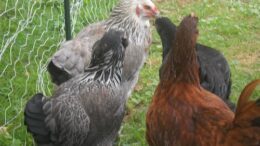 Residents come out in defense of chickens