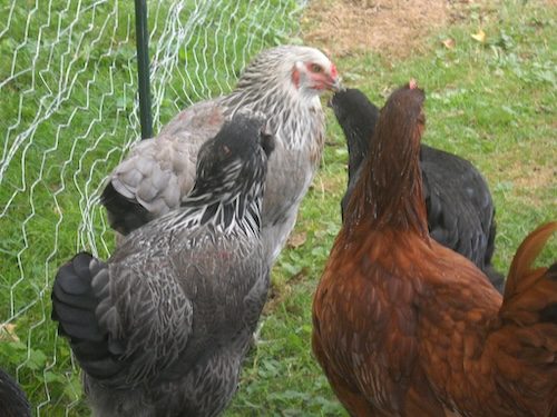 Residents come out in defense of chickens