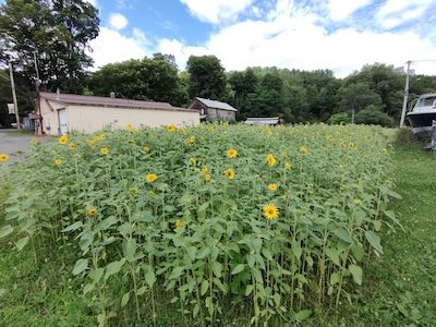 Letter: Beauty for Ashes 