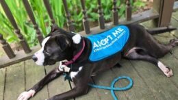 Stray Haven Pet of the Week