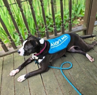 Stray Haven Pet of the Week