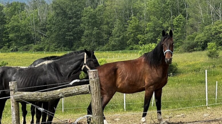 The Tioga County Amish; Nineteen families provide a variety of services to the community